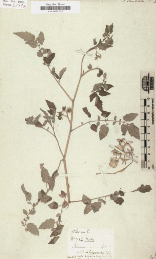 Solanum humboldtili